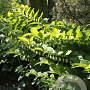 Polygonatum multiflorum GM P9