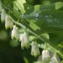 Polygonatum multiflorum GM P9