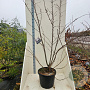 Prunus yedoensis 200-250 cm cont. 55L meerstammig