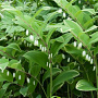 Polygonatum odoratum GM P9