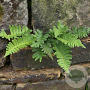 Polypodium vulgare GM P9