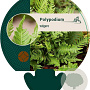 Polypodium vulgare GM P9