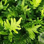 Polypodium 'Whitley Giant' GM P9