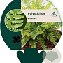 Polystichum aculeatum GM P9