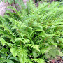 Polystichum munitum GM P9