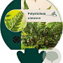 Polystichum polyblepharum GM P9