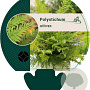 Polystichum setiferum GM P9