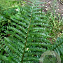 Polystichum setiferum GM P9