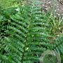 Polystichum setiferum GM P9