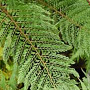 Polystichum setiferum 'Pulcherrimum Bevis' GM P9