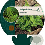 Polystichum tsussimense GM P9