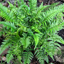 Polystichum tsussimense GM P9