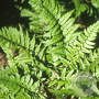 Polystichum tsussimense GM P9