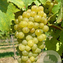 Vitis 'Müller-Thurgau' 150-175 cm vierkant rond 5,5L