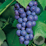 Vitis 'Nero' 150-175 cm vierkant rond 5,5L