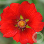 Potentilla atrosanguinea GM P9