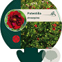 Potentilla atrosanguinea GM P9