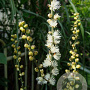Actaea biternata GM P9