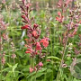Agastache barberi 'Tangerine Dream' GM P9