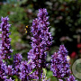 Agastache Beelicious Purple GM P9