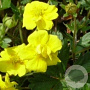 Potentilla aurea GM P9