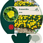 Potentilla aurea GM P9