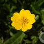 Potentilla aurea GM P9