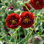 Potentilla 'Flambeau' GM P9
