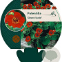 Potentilla 'Gibson's Scarlet' GM P9