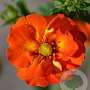 Potentilla 'William Rollisson' GM P9