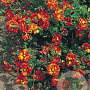 Potentilla 'William Rollisson' GM P9