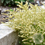 Aruncus 'Fairy Hair' GM P9