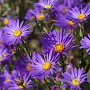 Aster amellus 'Brilliant' GM P9
