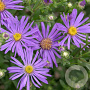Aster amellus 'Sonora' GM P9