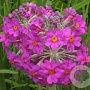 Primula beesiana GM P9