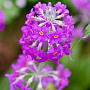 Primula beesiana GM P9