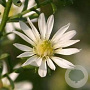 Aster ericoides 'Schneetanne' GM P9