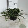 Aster ericoides 'Snowflurry' GM 2,0L