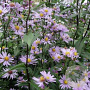 Aster laevis 'Blauschleier' GM P9