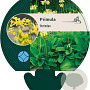 Primula florindae GM P9
