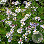 Aster 'Primrose Path' GM P9