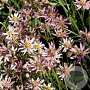 Aster rugulosus 'Asrugo' GM P9