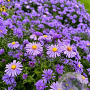 Aster (D) 'Wachsenburg' GM P9