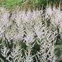 Astilbe 'Darwin's Snow Sprite' GM P9
