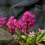 Primula rosea GM P9