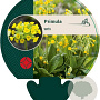 Primula veris GM P9