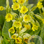 Primula veris GM P9
