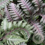 Athyrium niponicum 'Red Beauty' GM P9