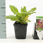 Primula vialii GM P9