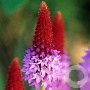Primula vialii GM P9